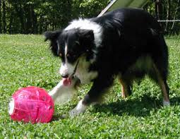 כלב משחק בכדור גלידה